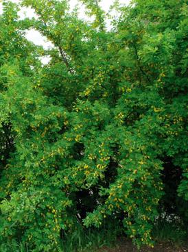 Siperian hernepensas